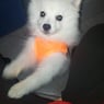 MrChico