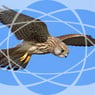 Turmfalke
