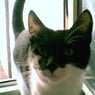 kater962