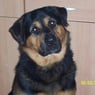 Dog05