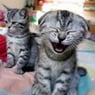 SherryCat