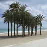 calp