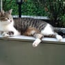 Katze11