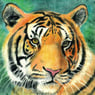 redbluetiger