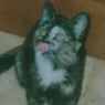 mijou