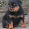 Doris