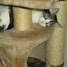 Katzenfan001