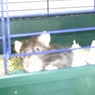Ratttenmama