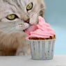 Katzenkuchen