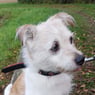 trudi