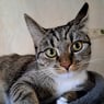 Catbosscat