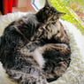 Missy2