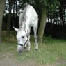 horsefriend