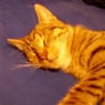 scottydecat
