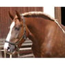 Horsele