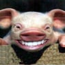 Himmbertoni