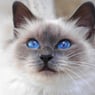 Seneque