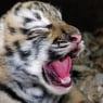 Tigerbaby11