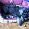 Shadow040704