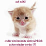 SuesseZecke