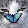 catmausy46