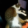 arwin23