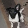 Floh0812