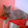 DeDiva