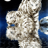 Tierfreund9