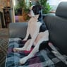 Staffie78