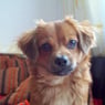 toenchen