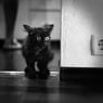 shadow62