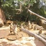 ZooFan