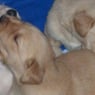 blondi781978