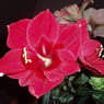 Amaryllis