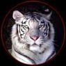 R4eDjTiger