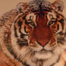 Tiger84de
