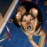 Layka