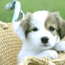Hundefreundin