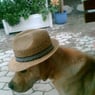 bibikel