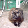scheva