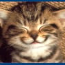 mulmi