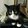 turbocat