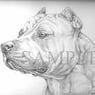 Pitbull811