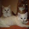 SweetCoonis