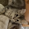 Miezekatze66
