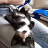 minni