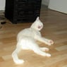 jumpy25
