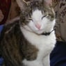 Catmanu