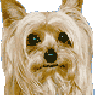 Vipy